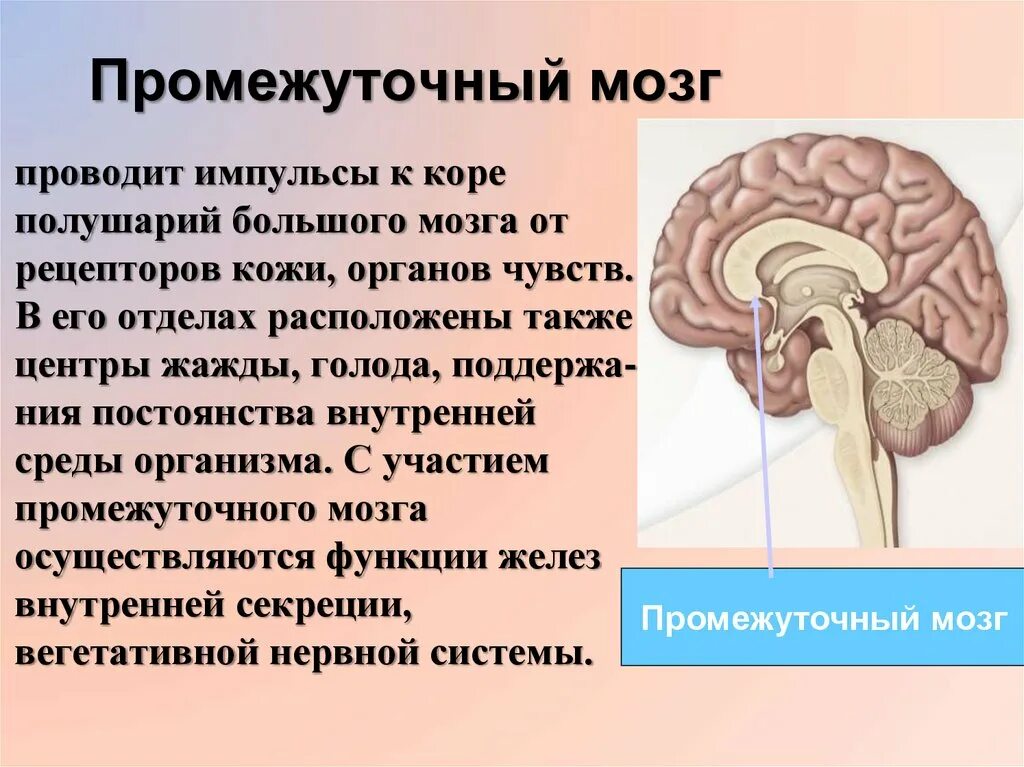 Промежуточный мозг. Центр жажды в головном мозге. Центры промежуточного мозга. Структуры входящие в промежуточный мозг. Центр голода располагается