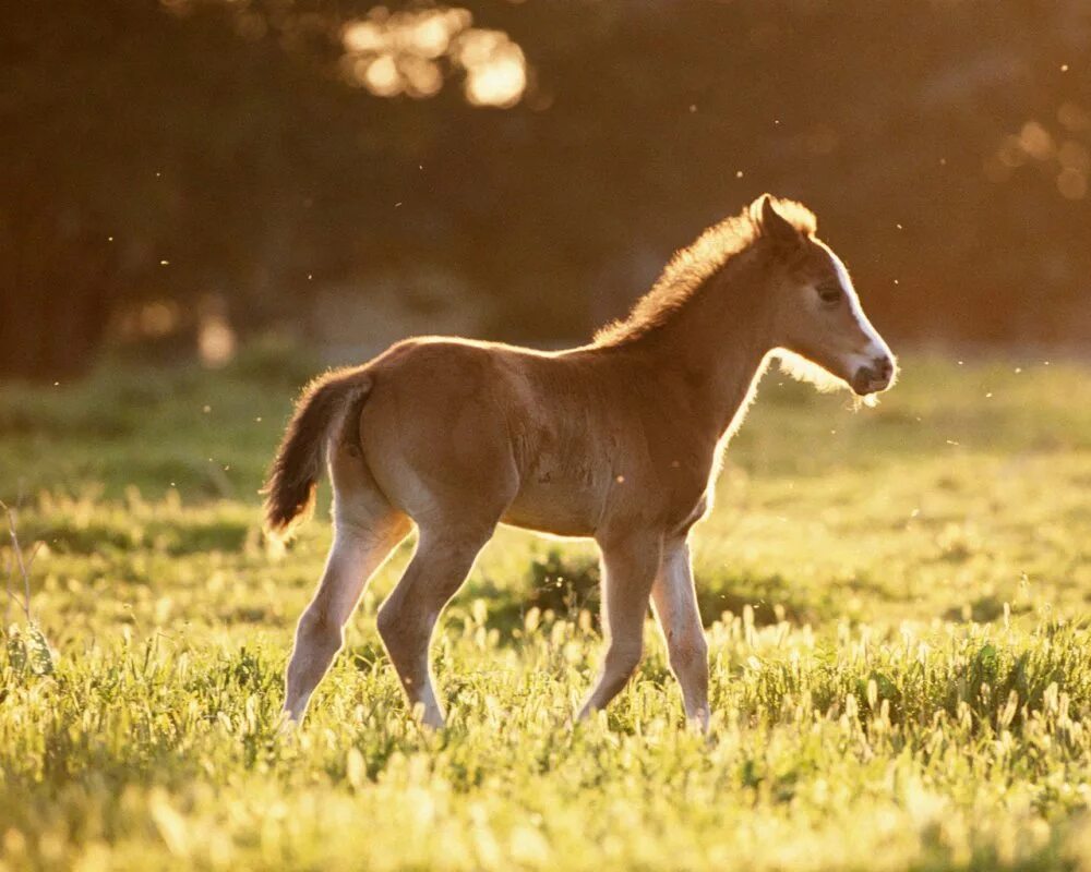 лошадь с жеребенком. кобыла с жеребенком. кобыла с жеребенком. лошадь с жеребенком. мустанг лошадь с жеребёнком.