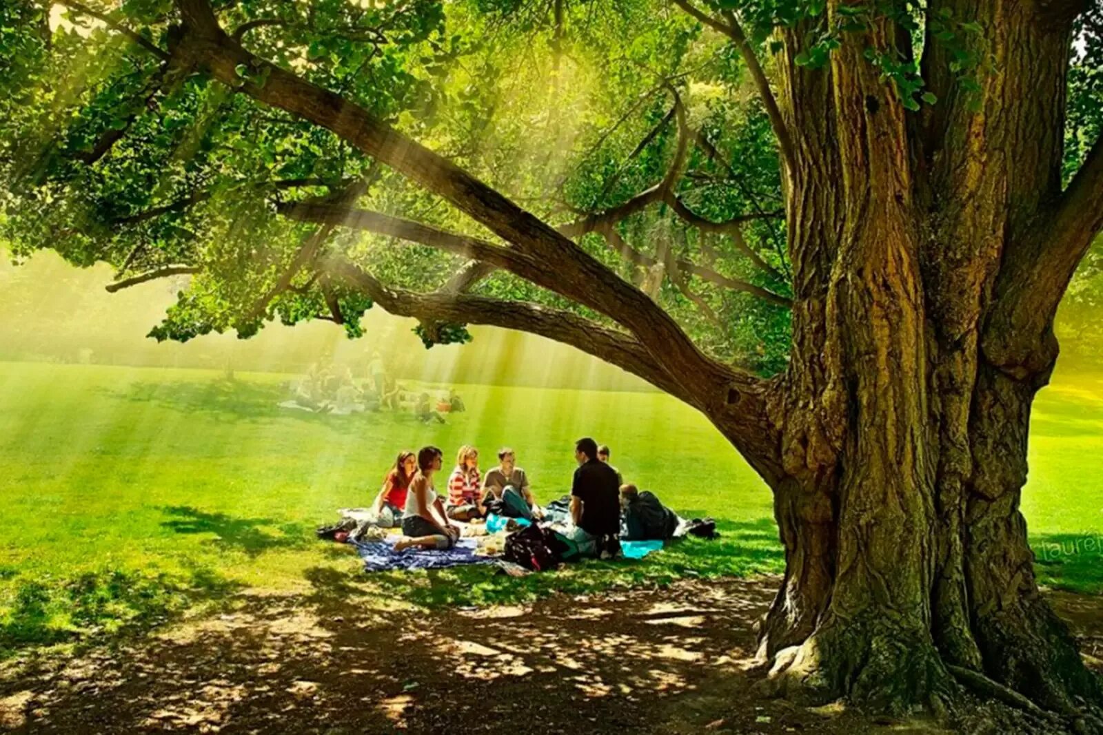 Люди отдыхают на природе. Пикник в лесу. Пикник под деревом. Человек и природа.