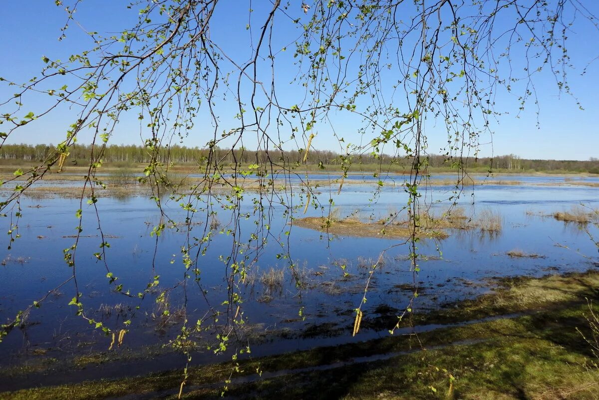 Вода затопила луга. Разлив реки весной. Весенний разлив. Весенний разлив реки.