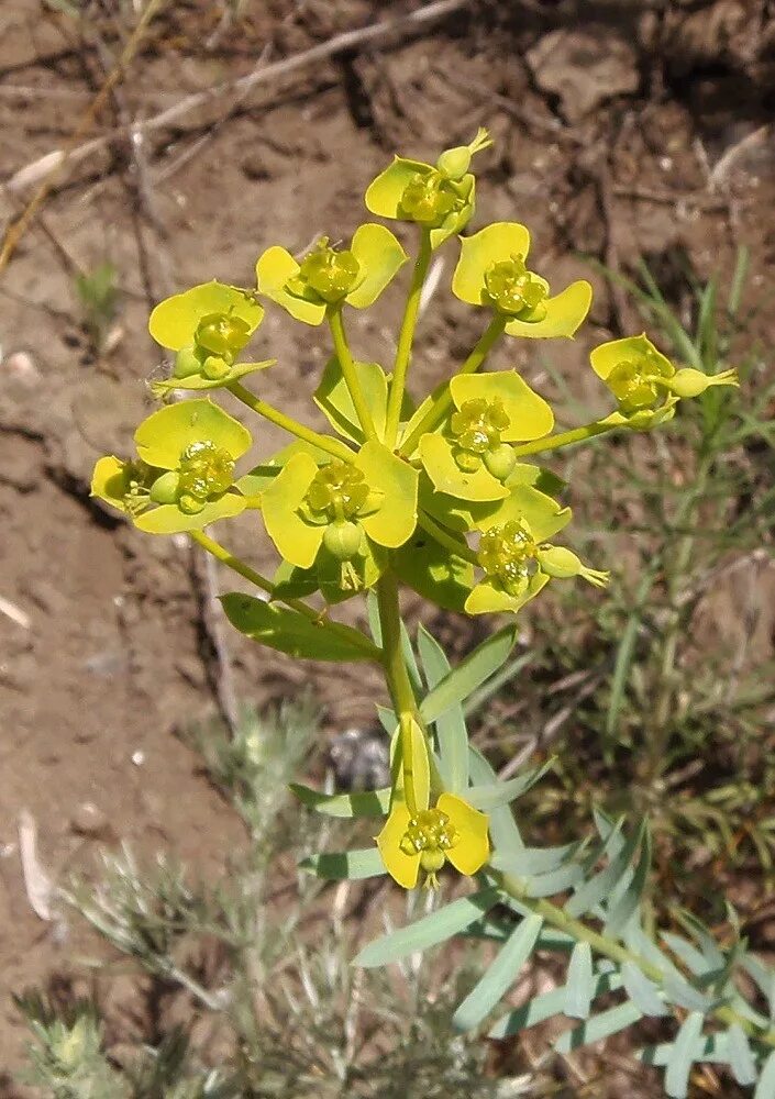 Молочай. Молочай Даурский. Молочай Палласа. Молочай Сегье Euphorbia seguieriana.