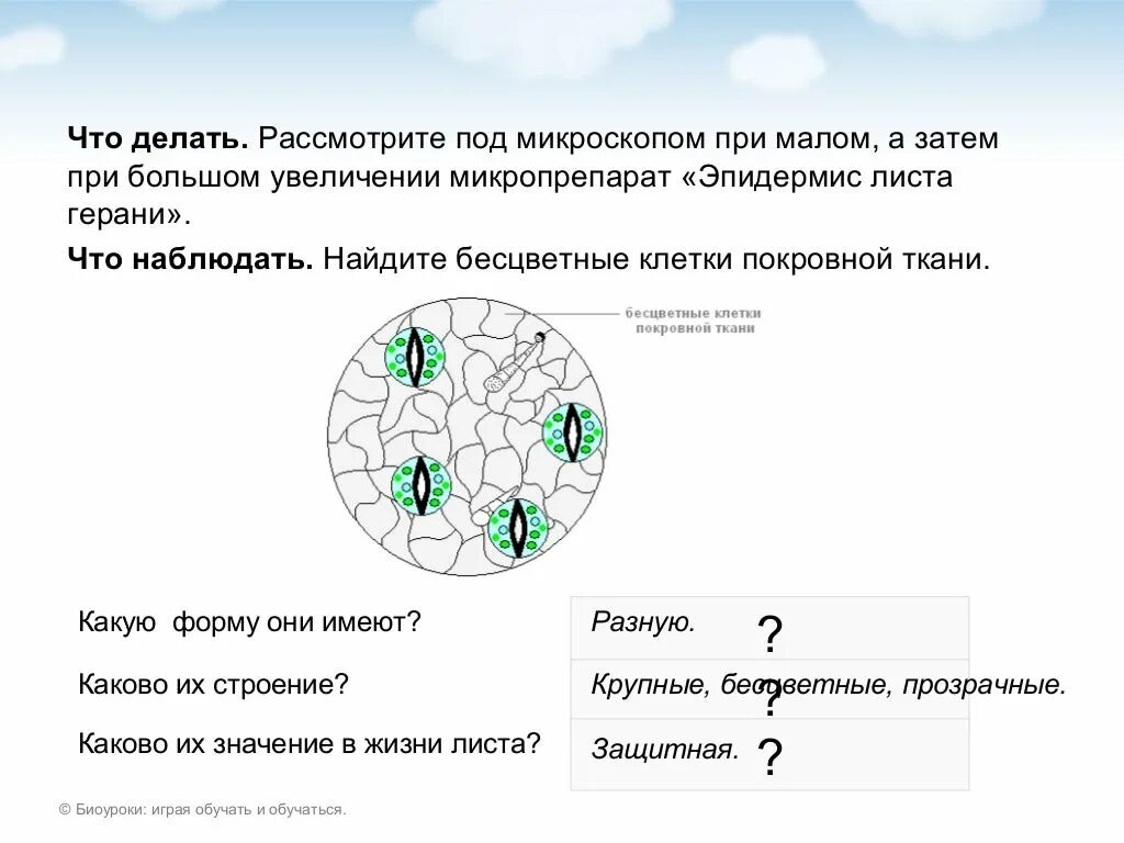 Хлоропласты листа герани. Эпидермис листа герани под микроскопом. Клетки листа герани под микроскопом. Строение кожицы листа пеларгонии. Строение эпидермиса листа герани.