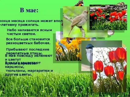 Описание мая