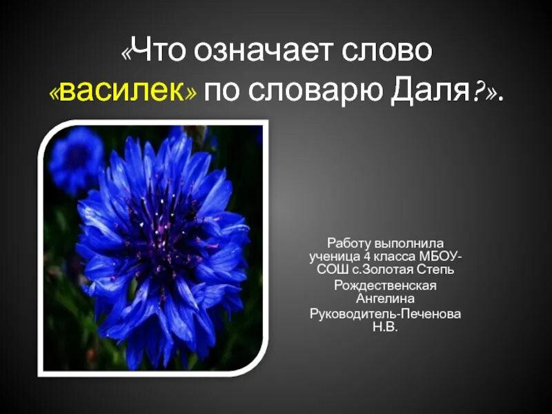 Предложение с васильком. Слово Василек. Предложение со словом васильки. Василек что означает. Предложение про Василек.