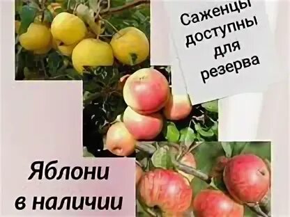 Авито яблони
