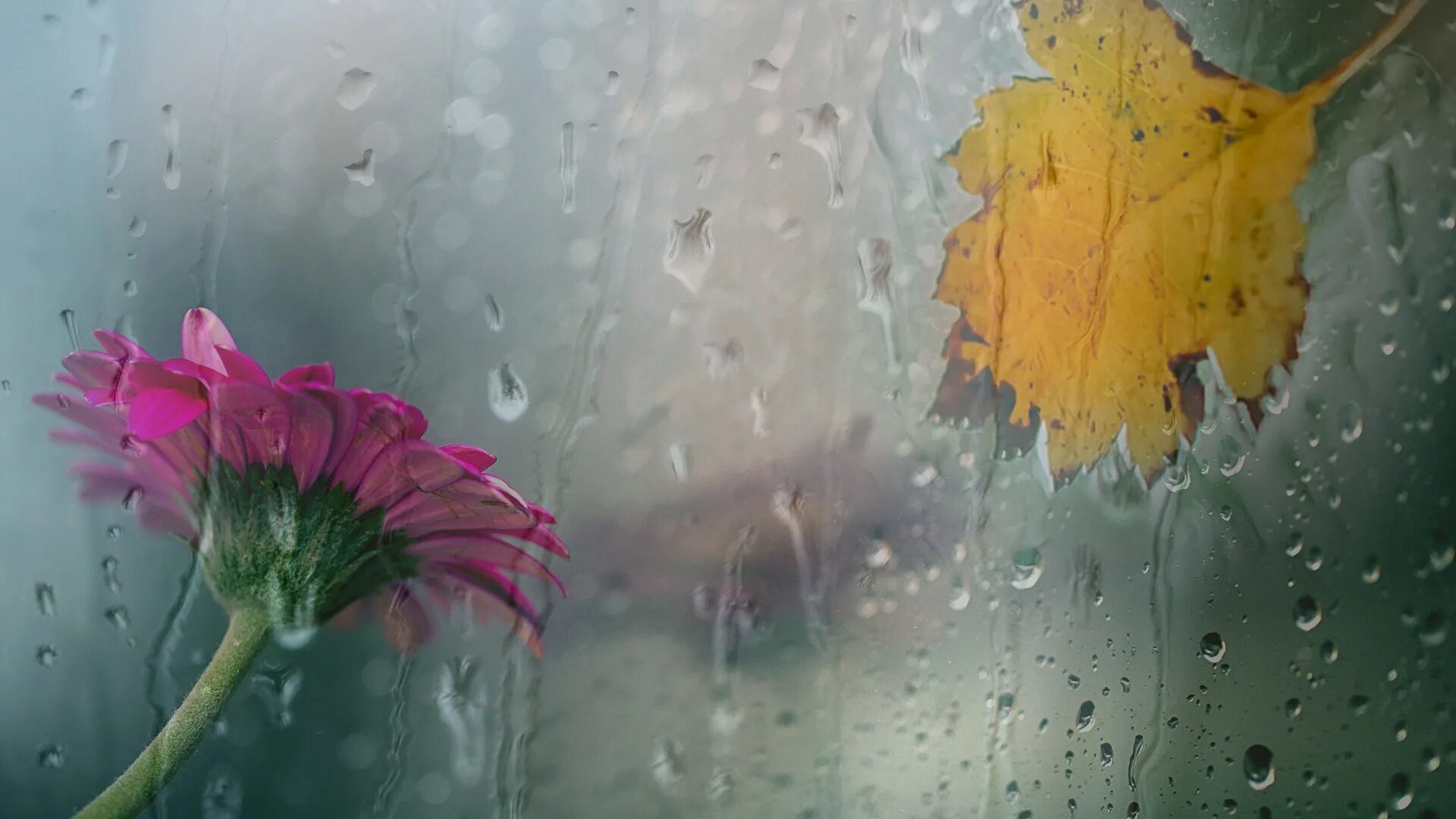 Самый дождливый месяц лета. Картинки на рабочий стол дождь. Осень дождь цветы. Цветы за мокрым стеклом. Цветы под дождем.