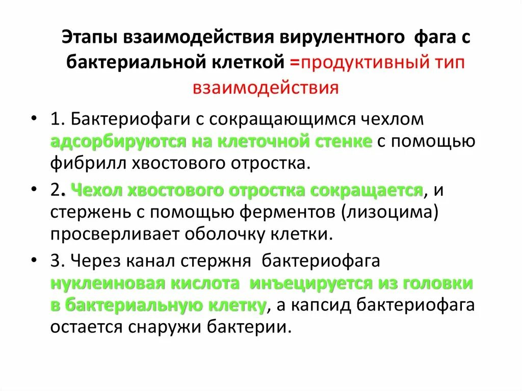 Последовательность этапов взаимодействия. Продуктивный Тип взаимодействия фага с клеткой. Этапы взаимодействия вирулентного бактериофага с бактериальной. Взаимодействие вирулентного бактериофага с микробной клеткой. Фазы взаимодействия фага с бактериями.