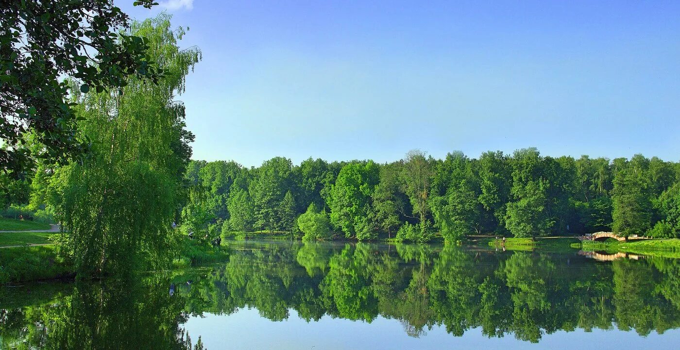 Кузьминский лес. Лесопарк кузьминки сосновый лес. Кузьминский лесопарк. Кузьминский лес. Лесопарк кузьминки.