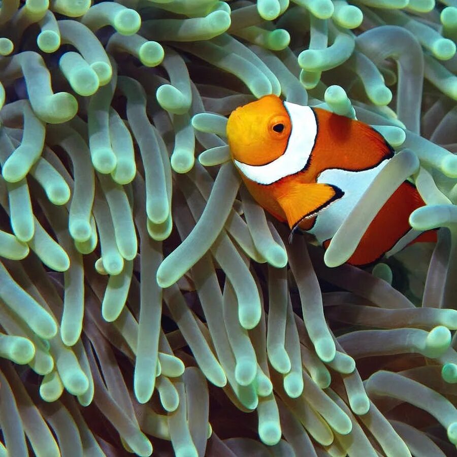 Рыба клоун пресноводная. Рыбка клоун в актинии. Рыба клоун кормит актинию. Amphiprion polymnus. Оранжевый амфиприон.