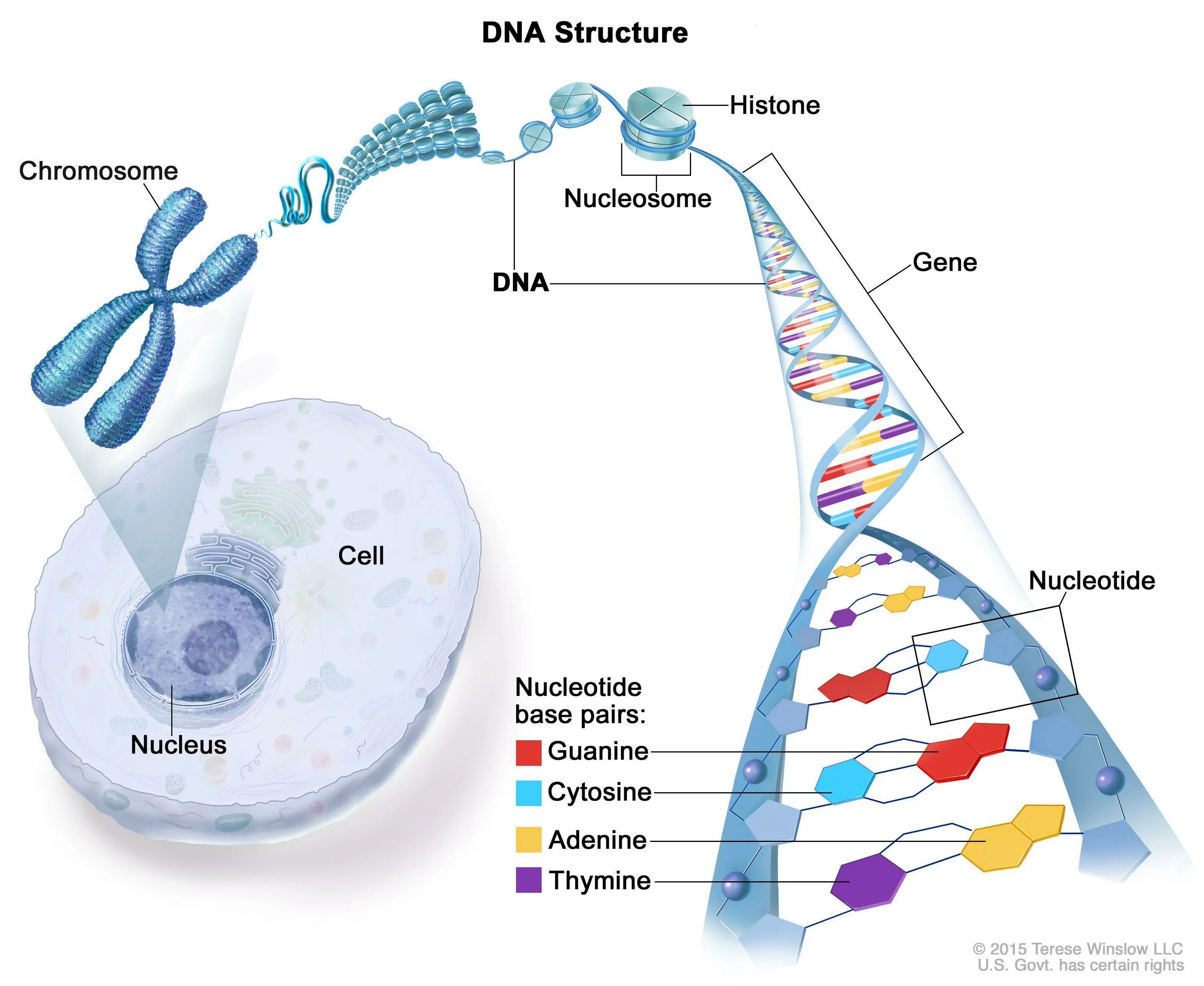 Ген хромосома геном. Клетка ген хромосома ДНК. Клетка ядро хромосома ДНК.