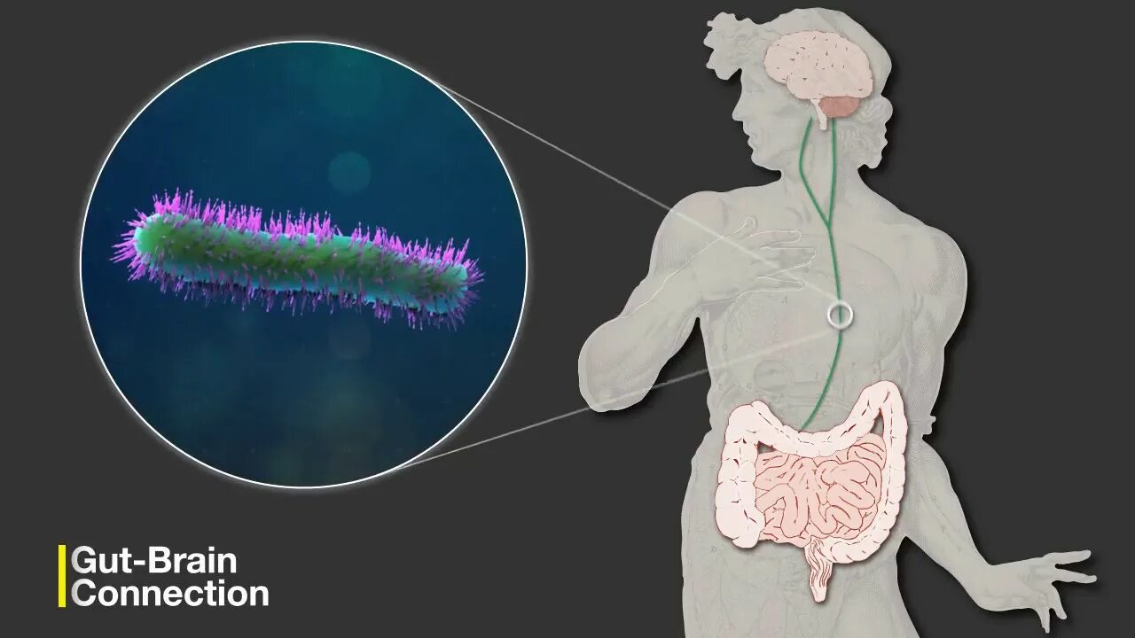 Brain h. Микробиота-кишечник-мозг. Gut Brain Axis. Ось кишечник мозг.