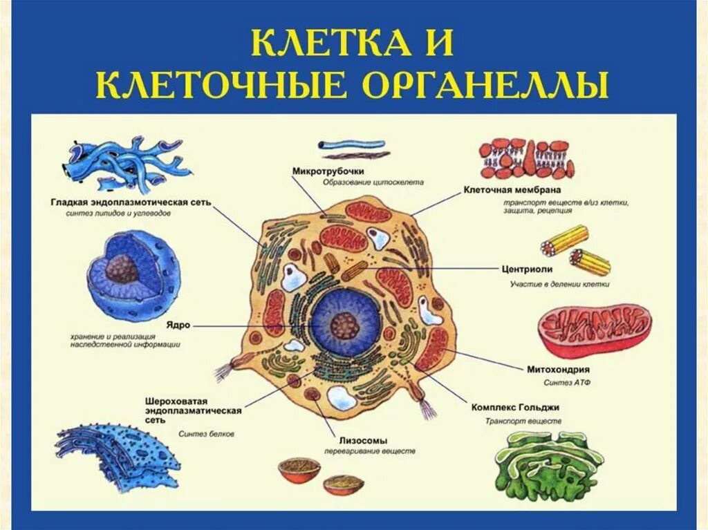 Схема строения органоидов клетки. Строение живой клетки и её органоиды. Схема органоиды живой клетки. Схема строения клетки органоиды клетки.