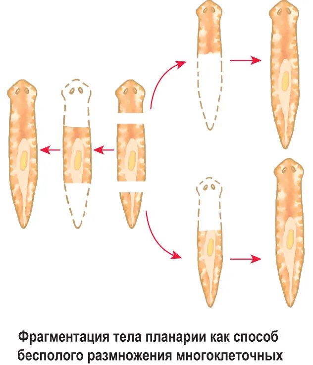 Вегетативное фрагментация. Фрагментация плоских червей. Половая система планарии. Плоские черви бесполое размножение. Фрагментация планарии.