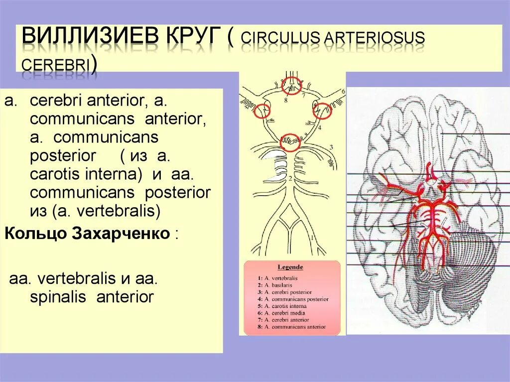 Виллизиев круг строение. Круг Захарченко и Виллизиев круг. Незаконченный Виллизиев круг. Виллизиев круг схема. Виллизиев круг кровообращения.