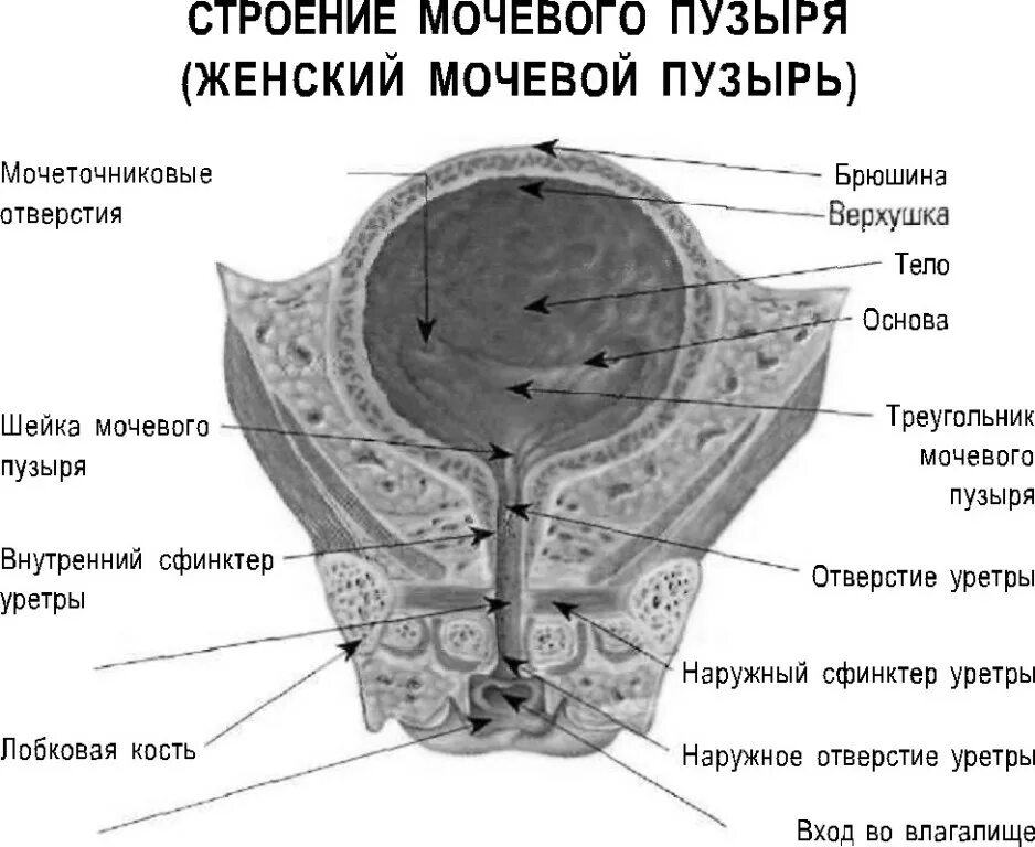 Строение мочевого пузыря мочеиспускательного канала. Мочеиспускательный канал женщины схема анатомия. Строение мочевого пузыря у женщин анатомия. Схема мочевого пузыря у женщин. Уретра у женщин строение мочеиспускательного канала.