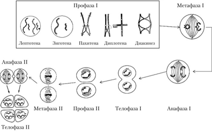 Лептотена. Лептотена зиготена пахитена диплотена диакинез таблица. Мейоз профаза 1 процессы лептотена. Профаза 1 лептотена,зиготена. Пахитена мейоза 1.