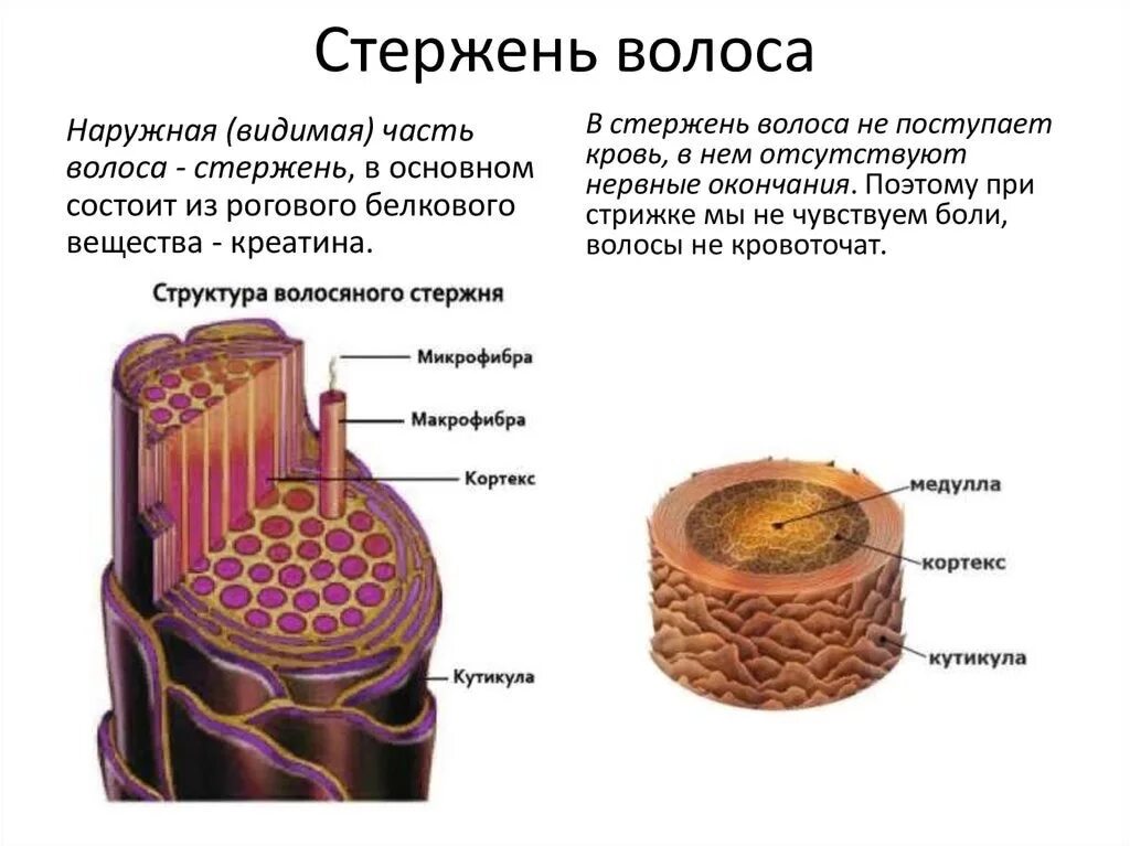 Состоят из 1 слоя клеток. Схема строения стержня волоса. Строение волоса структура волосяного стержня. Строение волоса человека кратко. Поперечное строение стержня волоса.