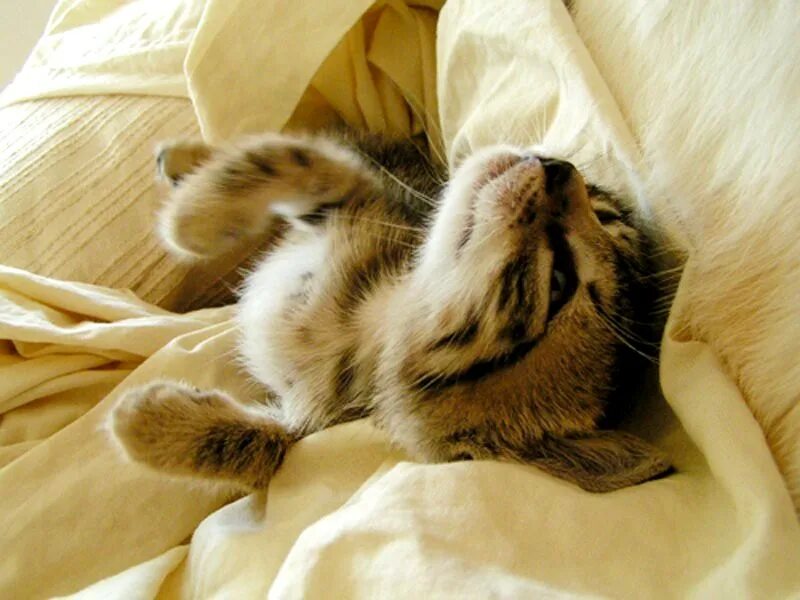 Котенок в постели. Спящие котята. Утренний котик. Котик проснулся. Котик в кровати.