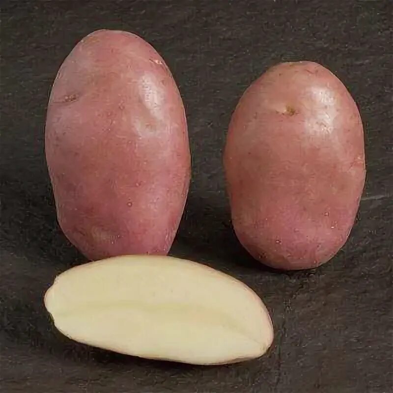 Картофель устойчивый к фитофторе. Фелокс семенной картофель. Сорта картофеля устойчивые к фитофторе.