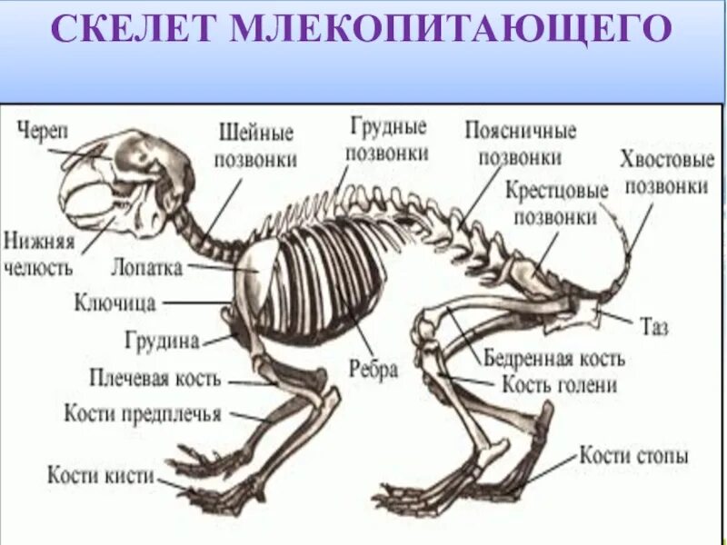 Значение опорных систем в жизни организмов. Опорные системы растений и животных