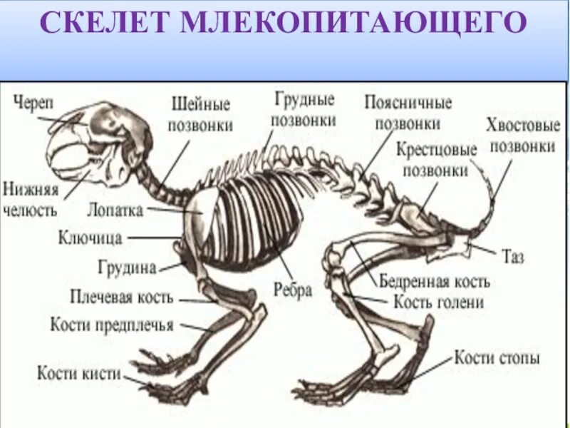 Скелет млекопитающих состоит из 5 отделов. Скелет кролика конечности описание. Скелет кролика биология 7 класс. Внешнее строение и опорно двигательная система млекопитающих. Опорно двигательная система млекопитающих кролик.