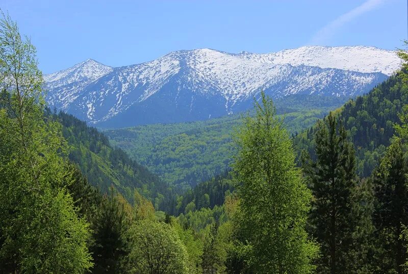 Гора борус. Саяны гора Борус. Гора Борус Саяногорск. Шушенский Бор Борус. Борус гора в Хакасии.