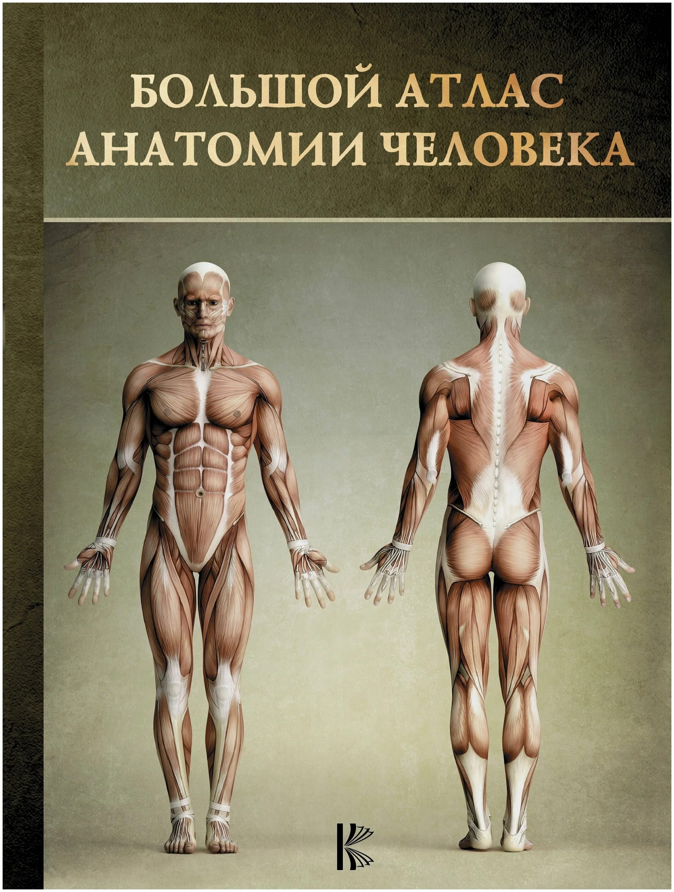 Большой атлас анатомии человека Винс Перез. Большой атлас анатомии человека | Перез Винсент. Большой атлас анатомии человека Самусев Агеева. Большой атлас анатомии человека – Винсент Перез – 2015. Атлас студентам анатомии