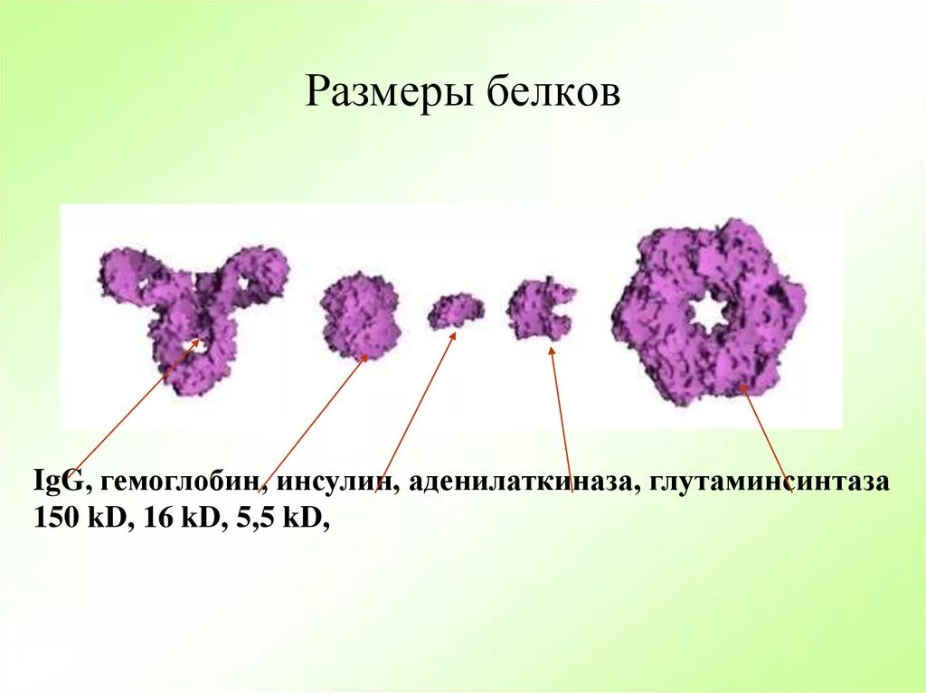 Размеры белковых молекул. Белки строение молекулы. Глобулярные и фибриллярные белки. Размеры и формы белковых молекул. Форма белковой молекулы.
