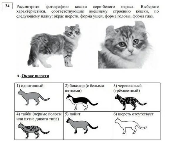 ОГЭ биология 2022. Рассмотрите фотографию кошки. Задания с котиками. ОГЭ по биологии задания. Решу огэ биологии 9 2023