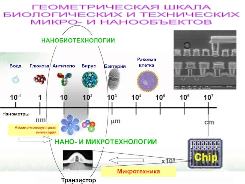 Нано задачи. Размер атома в нанометрах. размер бактерии в нанометрах. нанометр примеры. размер нанообъектов.