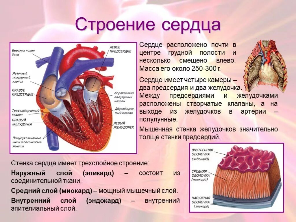 Слои предсердия. Органы кровообращения строение и работа сердца. Сердце человека строение и функции круги кровообращения. Анатомия сердца и круги кровообращения. Круги кровообращения сердца человека биология 8 класс.