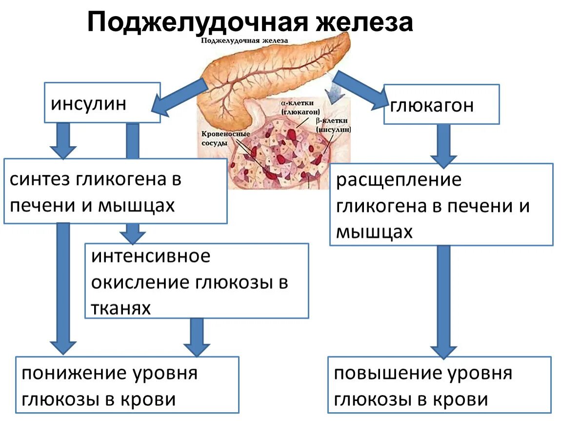 Недостаток синтеза инсулина. Поджелудочная железа инсулин и глюкагон. Глюкагон гормон поджелудочной железы строение. Синтез инсулина поджелудочной железой. Гормоны поджелудочной железы схема.