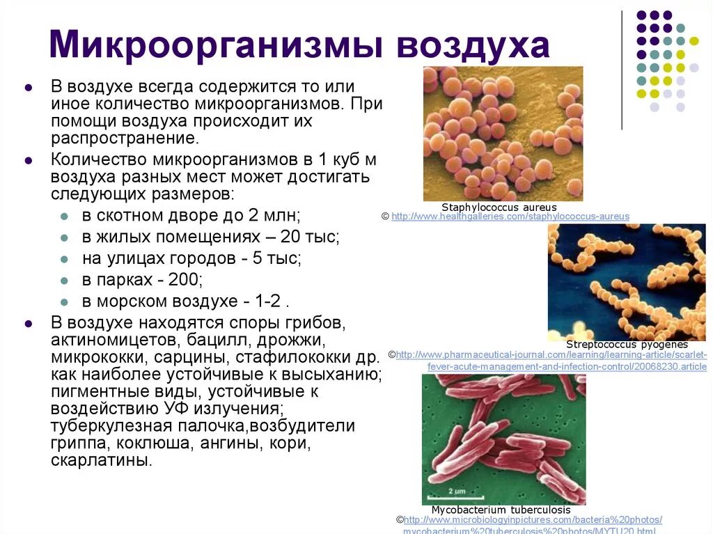 Заболевания передающиеся микроорганизмами. Микроорганизмы микробиология патогенные микробы. Микроорганизмы обитающие в воздухе. Бактерии в воздухе. Микрофлора воздуха микробиология.