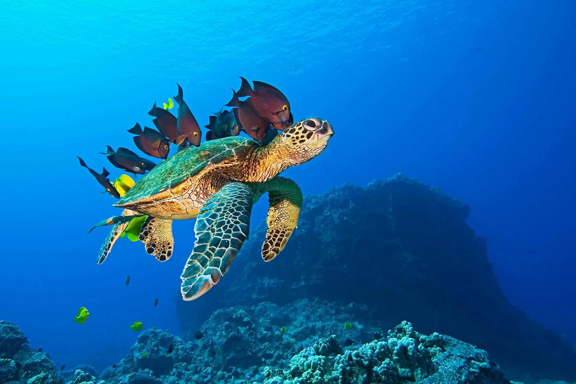 Черепаший риф. Морские черепахи Тихого океана. Морская черепаха индийского океана. Черепаха риф риф. Животные морях для детей