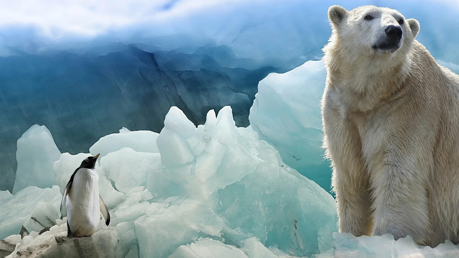 Приложение белый медведь. Король – полярный медведь фильм 1991. Чем питается медвежонок беленький. Приложение белый медведь. Приложение белый медведь.