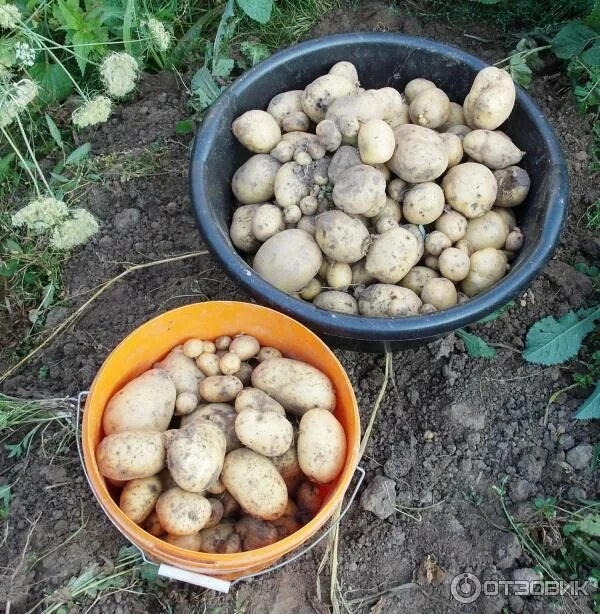 Срок созревания картофеля сорта коломбо. Сорт картофеля коронадо. картофель ранний коломбо. урожай картофеля коломбо. сорт картофеля коломбо.