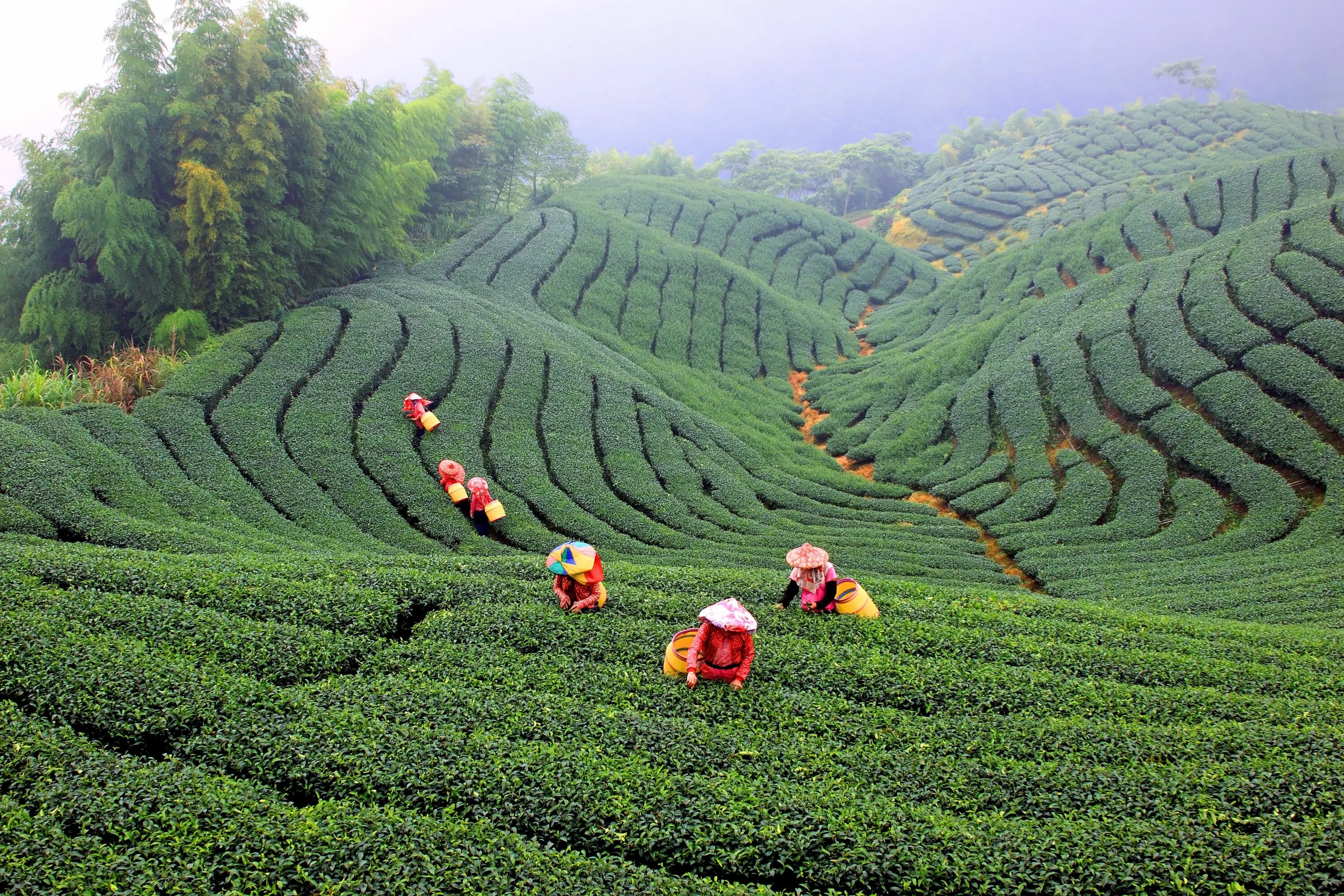 Остров плантация. Китай Юньнань чайные плантации. Чайная плантация Китай Юннань. Плантации чая в Китае. Тайвань чайные плантации.