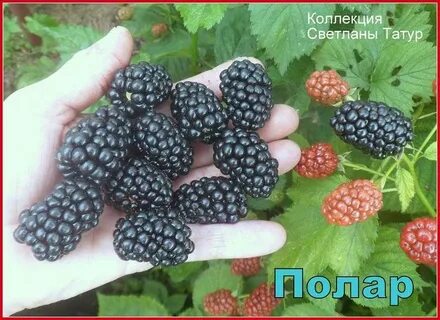 Полар ежевика описание сорта фото отзывы садоводов