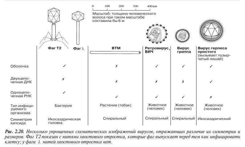 Сходства и различия бактериофагов и вич. Классификация морфологических типов бактериофагов. морфологические типы бактериофагов таблица. перечислите морфологические типы бактериофагов. рнк содержащие морфологические типы бактериофагов.