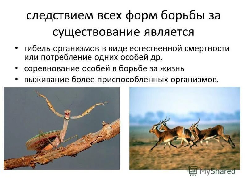 Борьба за существование - естественный отбор - видообразование. Борьба за существование и естественный отбор. Борьба за существование и естественный отбор. Эволюционная теория дарвина борьба за существование. Что является следствием естественного отбора.