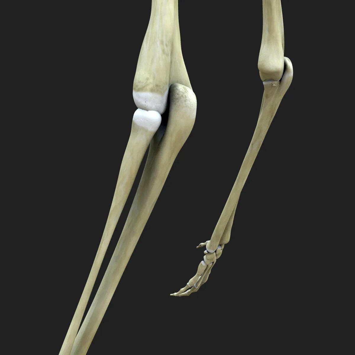 Bone 3d