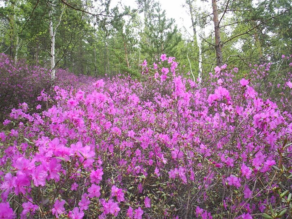 Песня где то багульник