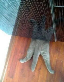 Кошачью ж