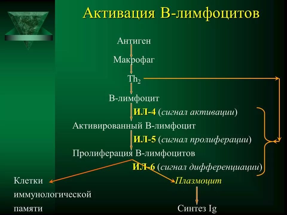 Иммунная супрессия. Активация и пролиферация в-лимфоцитов. Активация в лимфоцитов. Механизмы активации и дифференцировки в-лимфоцитов. Механизм активации в лимфоцитов.