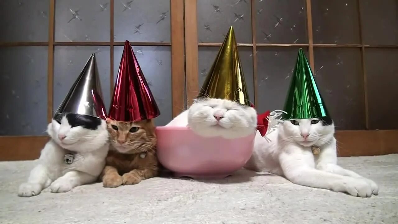 Кот празднует новый год. Коты в праздничных колпаках. котик в праздничном колпаке. кот в колпаке день рождения. котенок в праздничном колпаке.