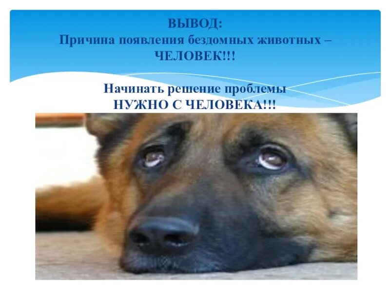 Бездомные животные проблема общества. Причины появления бездомных животных. презентация на тему бездомные животные. проект про бездомных животных. проектная работа бездомные животные.