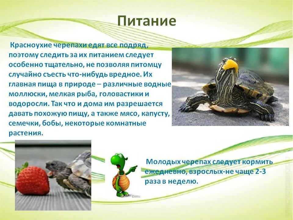 Описание черепахи. Презентация про красноухих черепах. Красноухая черепаха информация. Красноухая черепаха питание.