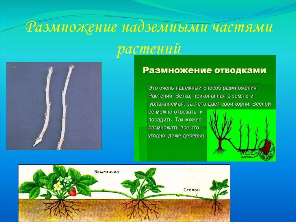 Какие способы размножения растений вы наблюдали. Размножение растений. Растения размножаются. Размножение частями растения. Растения которые могут размножаться.