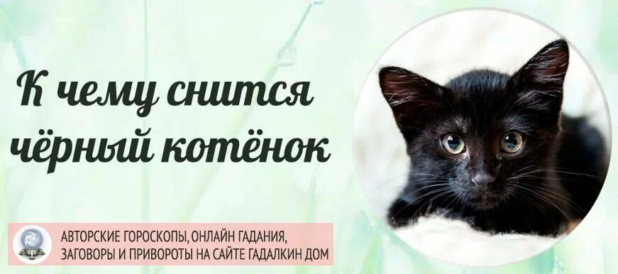 К чему снится черный котенок. К чему снятся коты. К чему снится чёрный кот женщине. К чему снятся коты во сне.