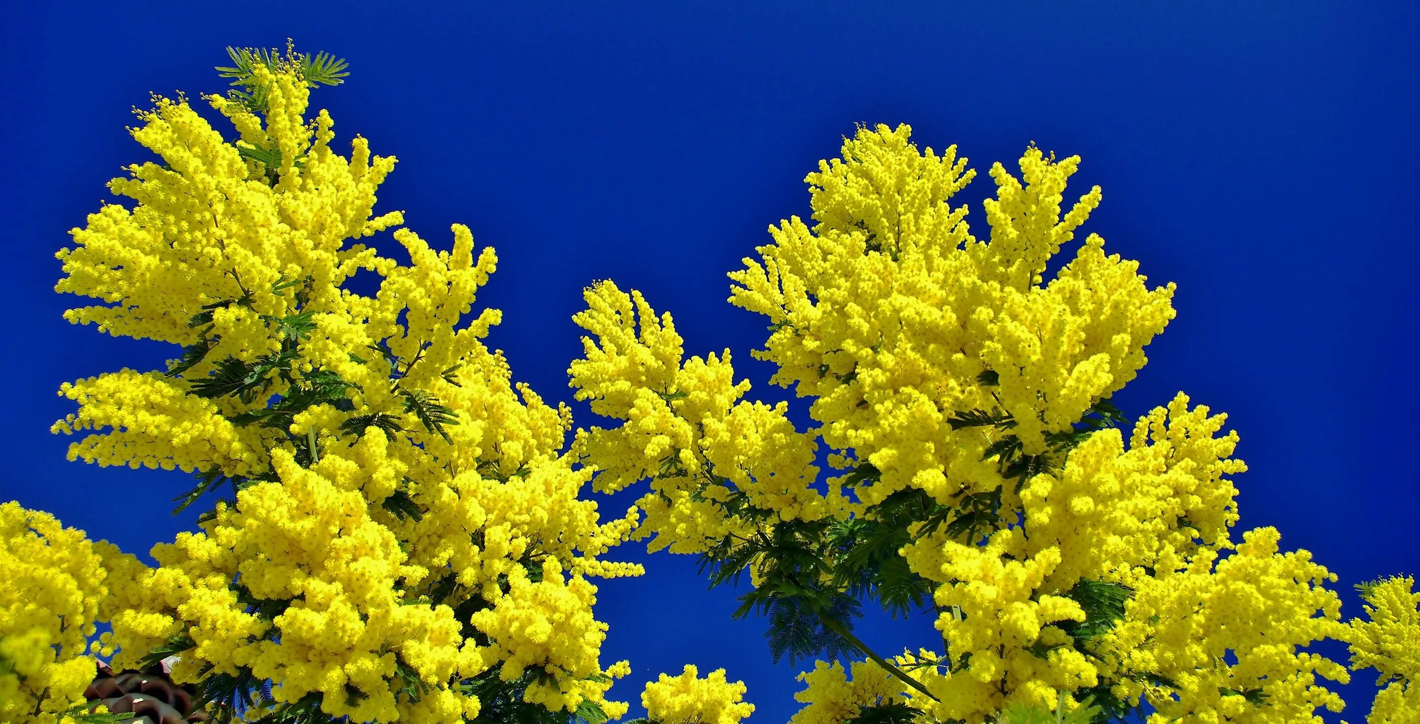 весенние цветы желтые мимоза. мимоза цветок. мимоза желтая цветок. мимоза дмт. сибирская мимоза.